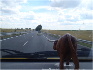 The Highland Coo graces the dashboard of the van!